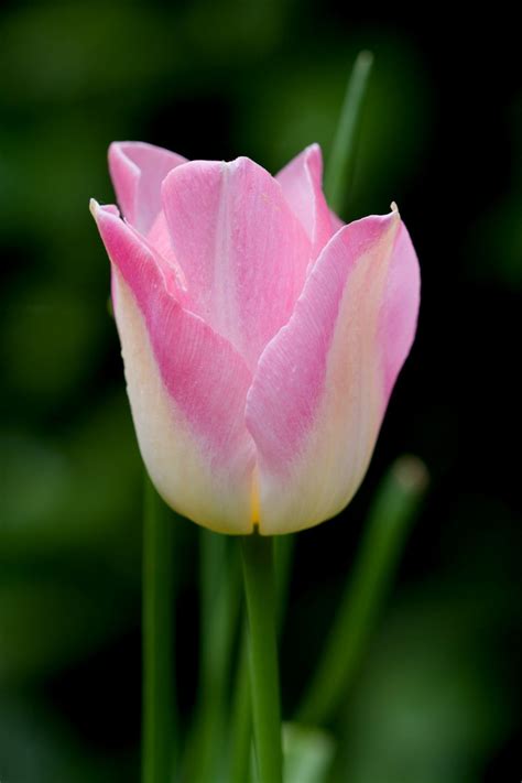 Pink Tulip Flower Free Stock Photo Public Domain Pictures Beautiful