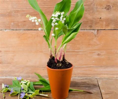 How To Grow Lily Of The Valley Indoors Grower Today