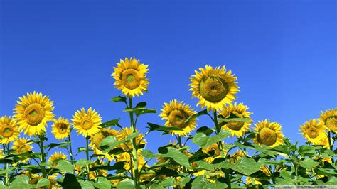 Sunflower Field Wallpaper 1920x1080 57054 Baltana