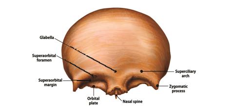 Foramen The Definitive Guide Biology Dictionary