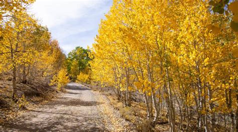 Seasonal weight restrictions (frost laws) will be removed county wide, at 6:00 am, thursday, april 8, 2021. Fall Colors in Mono County - Mono County Tourism and Film ...