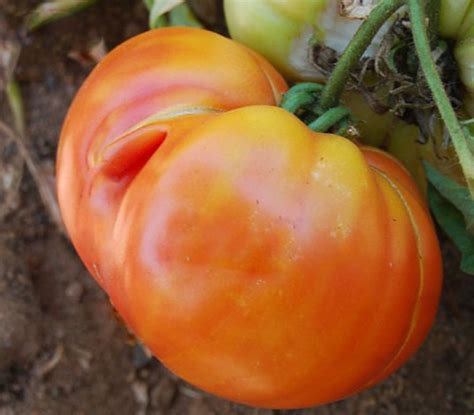 Usa Seller Gold Medal Bi Colored Tomato 25 Seeds Heirloom Solanum