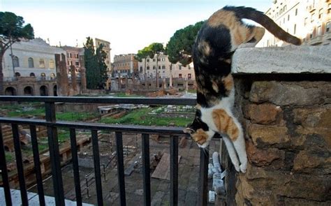 Stray Cat Colony In Ancient Roman Temple Is Declared A Health Hazard
