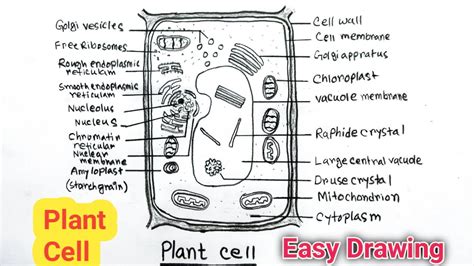 Plant Cell Diagram Easy Stephow To Draw Plant Cell With Label Youtube