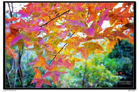 The site owner hides the web page description. 贊臣博一博: 大棠紅葉
