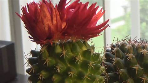 Unfortunately this field mark is only helpful, of course, if the plant happens to be blooming. FAKE FLOWER HOT GLUED ON MY CACTUS - YouTube