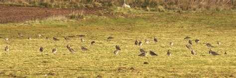 A Herd Of Curlews David Miller Flickr