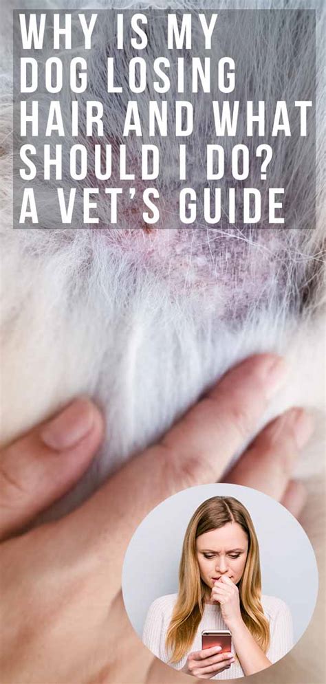 Dog Losing Hair A Vets Guide To Alopecia In Dogs