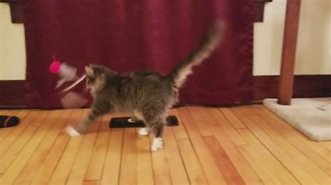 Worlds Best Cat Toy Youtube