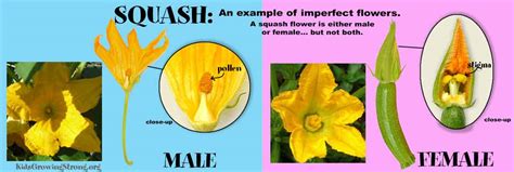 The same flower has both male and female reproductive organs. About Flowers - Kids Growing Strong
