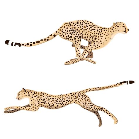 Set Of Two Running Cheetahs Isolated On A White Background Vector