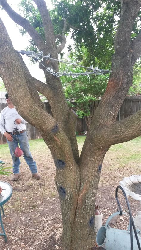 Split Tree Prevention Split Tree Repair Waco Tx