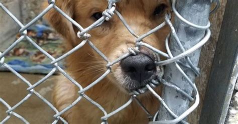 Kenosha Animal Shelter Takes In 52 Rescue Dogs From Hoarding Cruelty Case