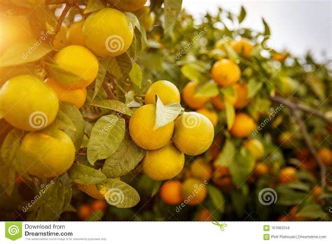 Mandarin Oranges Which Mean Lucky For Chinese People Stock Photo