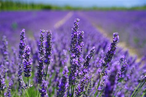 The sound of a flower 2015. Lavender: The Flower that Keeps on Giving! - My Fresh Basket