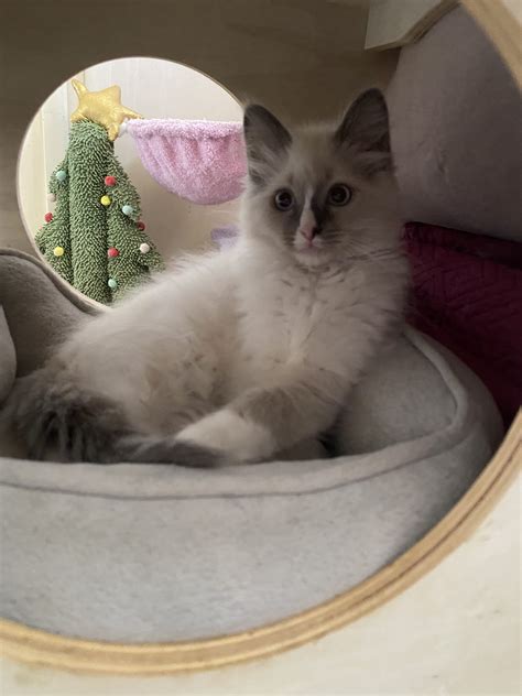 Ragdoll Kitten With Mittens Petsforhomes