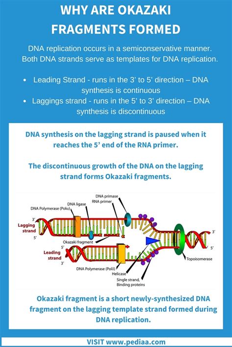 dna replication template