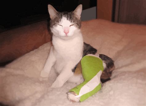 Cat Broken Leg Or Sprain Cat Meme Stock Pictures And Photos