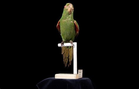 Puerto Rican Parakeet †