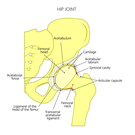 Other Common Problems Found Inside The Hip Joint