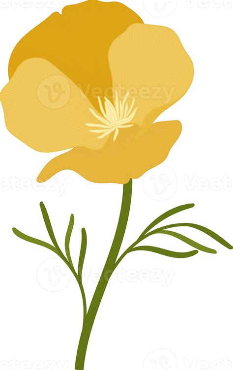 Yellow California Poppy Flower Hand Drawn Illustration 10171984 Png