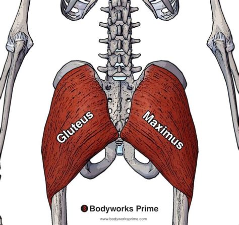 Gluteus Maximus Muscle Anatomy Bodyworks Prime Vrogue Co
