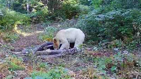 One In A Million White Spirit Bear Is Spotted For The First Time In