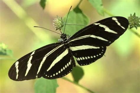 Top 10 Most Beautiful Butterflies In The World 2024 Worlds Top Insider