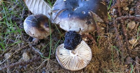 Fungos De Gallaecia Y Norte De Lusitania Agaricales A