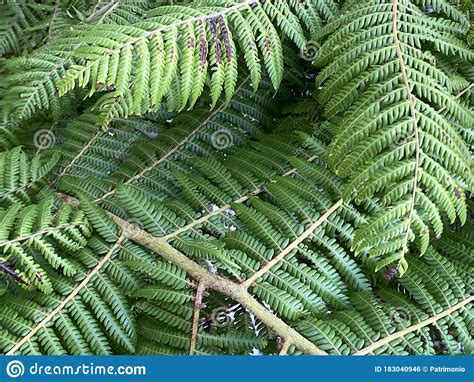 Photo Of Plant Silver Fern Tree Stock Photo Image Of Silver