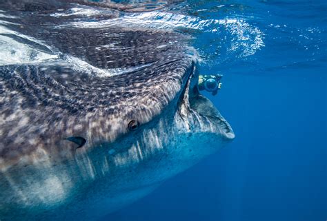 Whale Shark And Diver Marko Dimitrijevic Photography