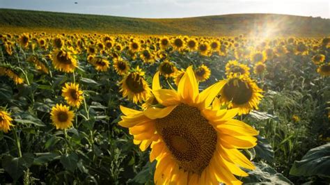 Bunga matahari atau yang biasa dikenal dengan nama ilmiahnya helianthus annuus l. 5 Cara Menanam Bunga Matahari dari Biji yang Mudah ...