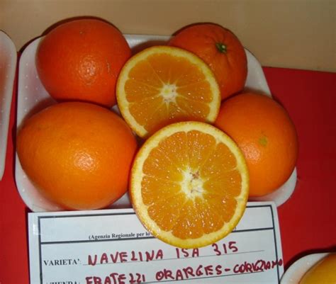 Navelina 315 ISA - Arancio dolce - Plantgest