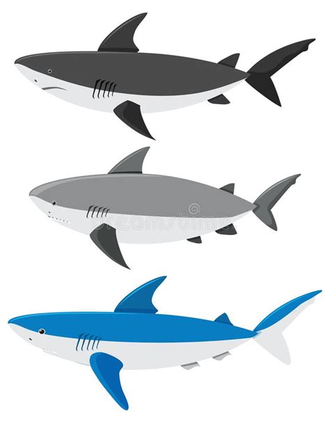 Un Sistema De Tiburones En El Fondo Blanco Ilustración Del Vector