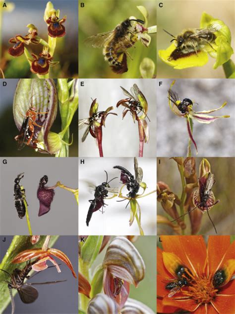 Pollination By Sexual Deception Current Biology