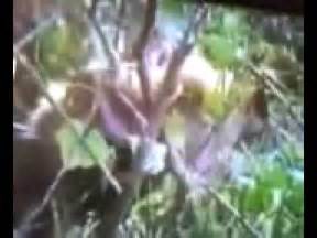 This includes the bones, fur, skin, and feathers of their prey. snake eats monkey - YouTube