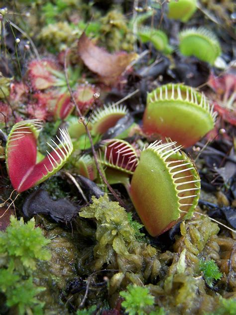 Carnivorous Plants Carnivorous Plants Trees To Plant Unique Flowers