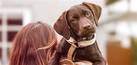 Brown Dogs The Top 20 Brown Dog Breeds That Youll Love