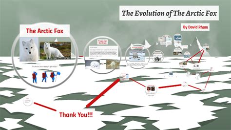 The Evolution Of The Arctic Fox By David Pham On Prezi