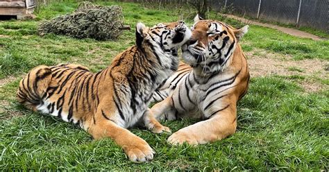 Get Social With Carolina Tiger Rescue Carolina Tiger Rescue