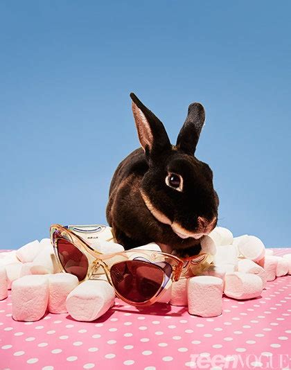 Bunnies In Sunnies Cute Rabbits Wearing Sunglasses Teen Vogue