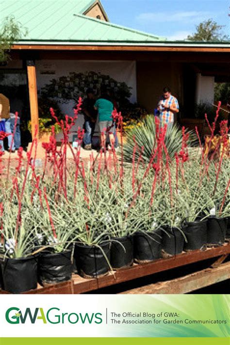 Maybe you would like to learn more about one of these? Cool Plants For a Hot Climate: Region VI Visits Mountain ...