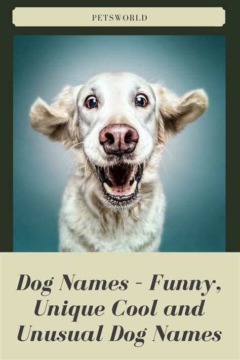 Dog Names Funny Unique Cool And Unusual Dog Names Petsworld Dogs