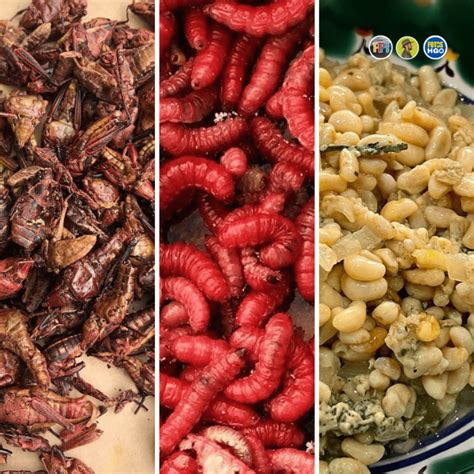 Insectos Comestibles Que Debes Probar En Hidalgo