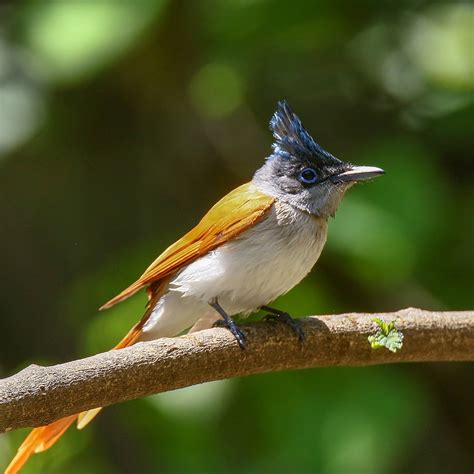 birds of gilgit baltistan asian paradise flycatcher