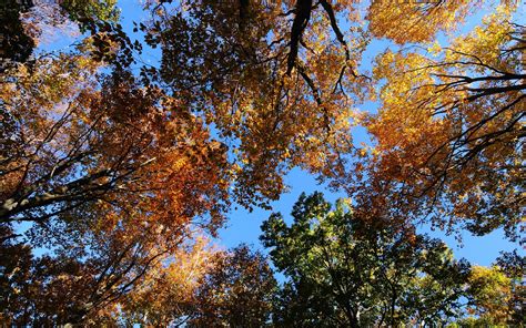 Green And Orange Leaves Trees Under Blue Sky Hd Wallpaper Wallpaper Flare