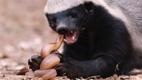 Meet The Honey Badger Natures Snake Killing Machine Video