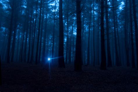 One Light In The Dark Spooky Woods At Night Stock Photo Download
