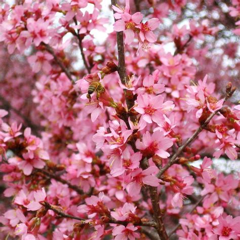 Covered with profuse red & pink blossom in march, before most other varieties. Okame Flowering Cherry | Flickr - Photo Sharing!