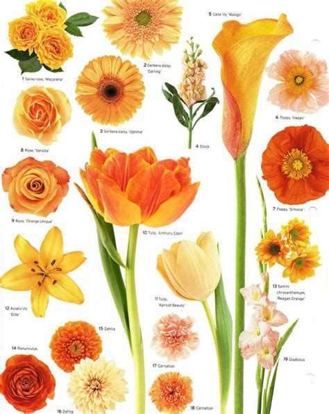 Pictures Of Orange Flowers With Names
